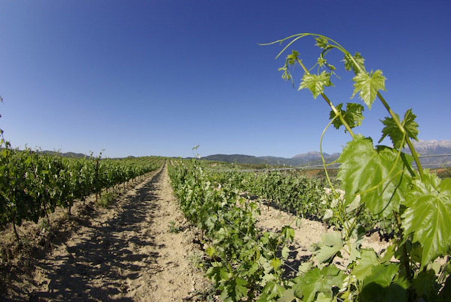 rows of vines at 'Theodorakakos Estate' vineyards in the background of blue sky and mountains